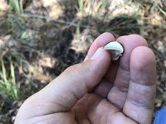 Tylopilus alboater
