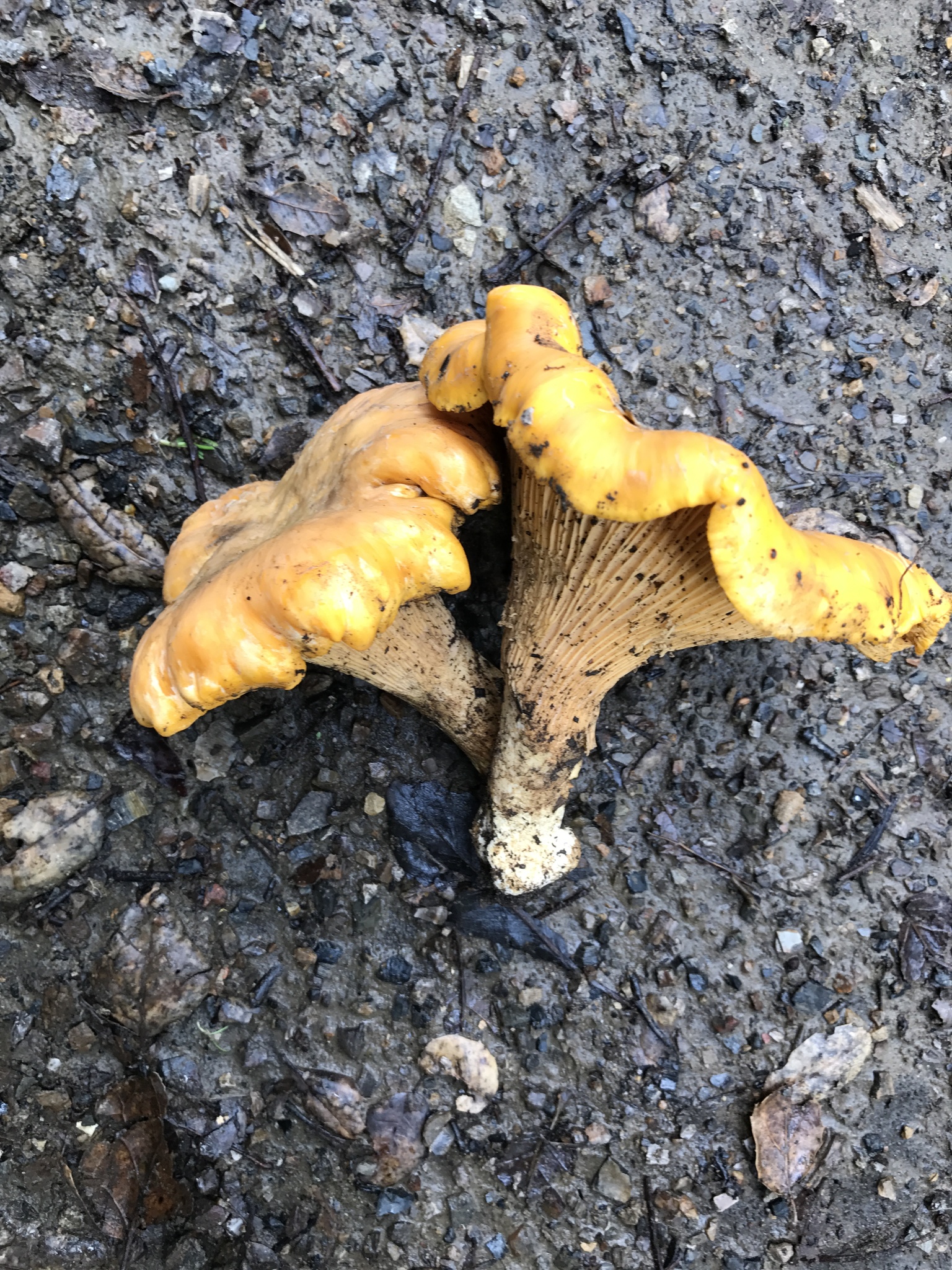 Cantharellus californicus image