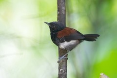 Black-Hooded Antwren photo 4