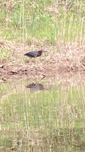 Green Heron