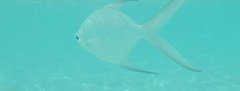 Trachinotus baillonii