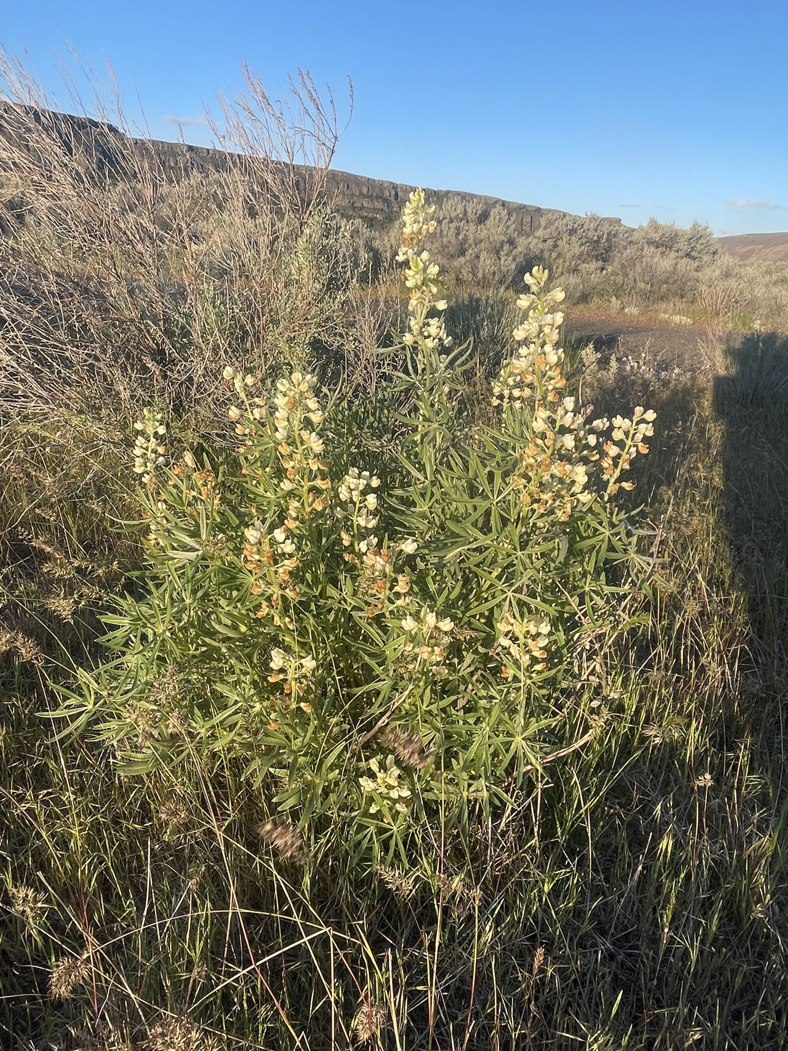 Sulphur lupine