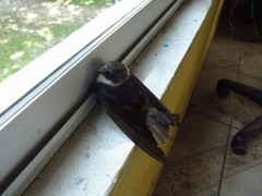 Pygochelidon cyanoleuca