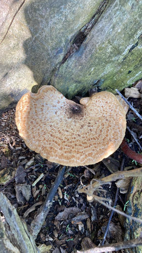 Dryad's Saddle