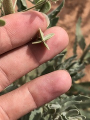 Dimorphocarpa candicans