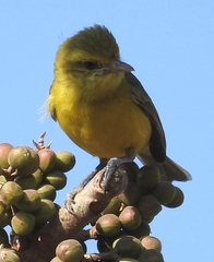 Vireo hypochryseus
