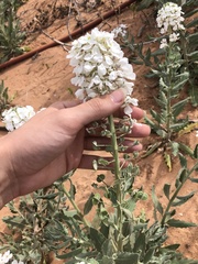 Dimorphocarpa candicans