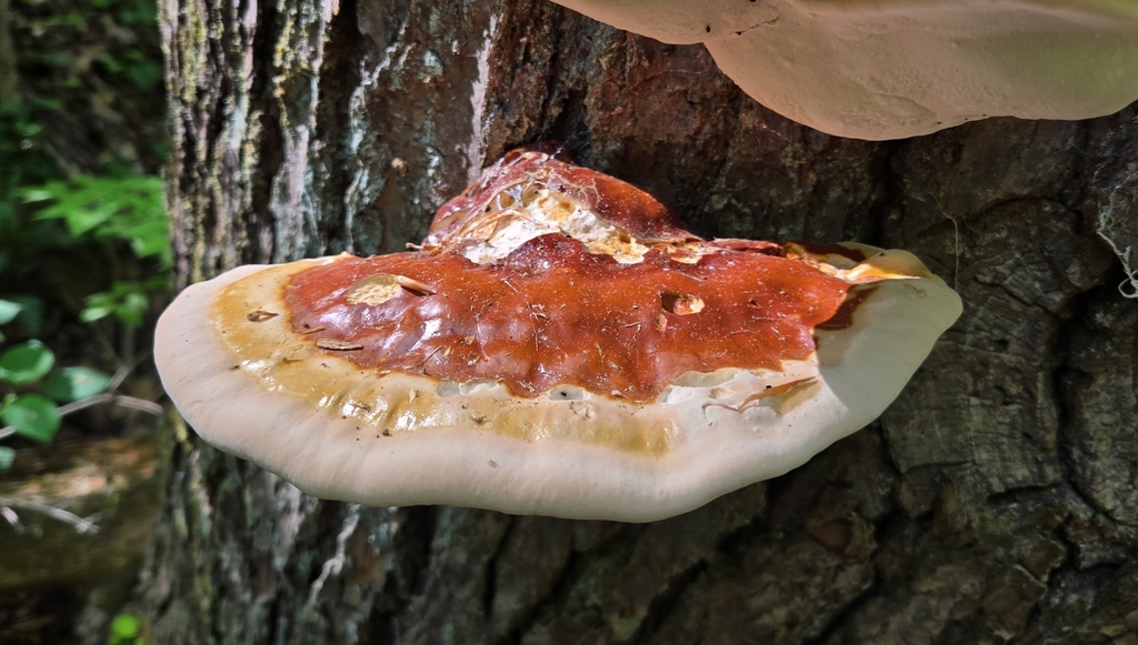 Ganoderma tsugae · April 2026 · photo: © benfungi (iNaturalist, cc-by)