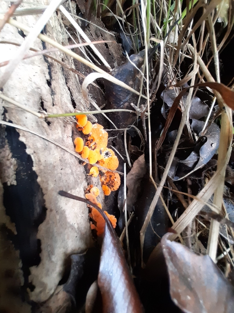 Favolaschia claudopus · April 2026 · photo: © eleanor_bissell (iNaturalist, cc-by)