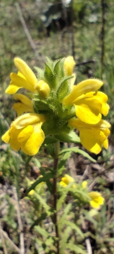 Mediterranean lineseed