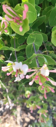 Mediterranean Honeysuckle