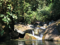 Marpesia marcella marcella