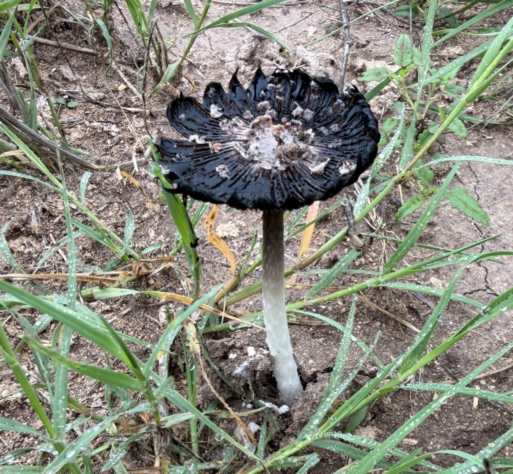 Coprinus calyptratus · April 2026 · photo: © bsshirley (iNaturalist, CC)