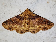 Pericyma