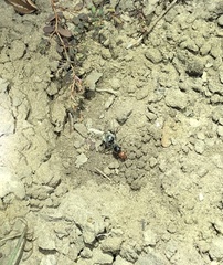 Myrmecocystus placodops