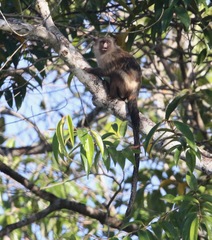 Mico melanurus