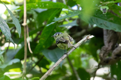 Phyllomyias cinereiceps