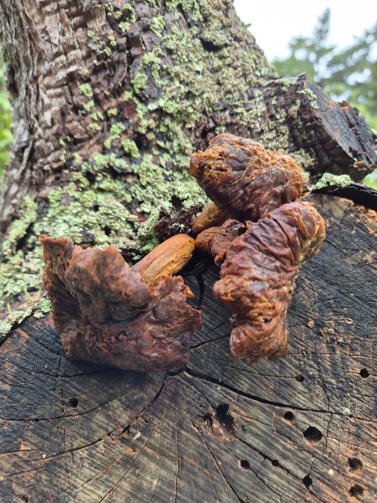 Gymnopilus junonius · April 2026 · photo: © judithswan (iNaturalist, cc-by)