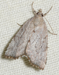 Cutina albopunctella