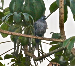 Gymnoderus foetidus