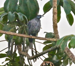 Gymnoderus foetidus
