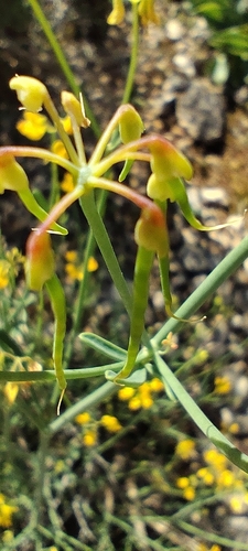 Narrow-leaved Scorpion-vetch