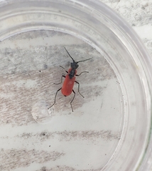 Malachius coccineus