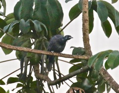 Gymnoderus foetidus