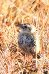 Cisticola ayresii
