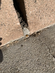 Coccinella septempunctata