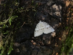 Venusia duodecemlineata