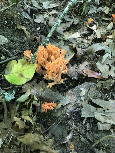 iNaturalist observation photo of Mushrooms, Bracket Fungi, Puffballs, and Allies