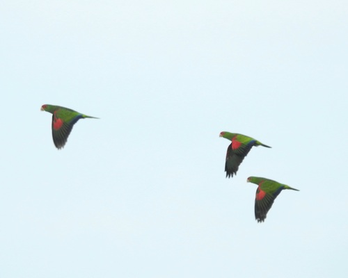 Red-spectacled Amazon (Amazona pretrei)