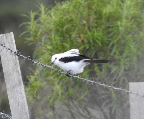 Black-and-white Monjita (Heteroxolmis dominicana), photo 3