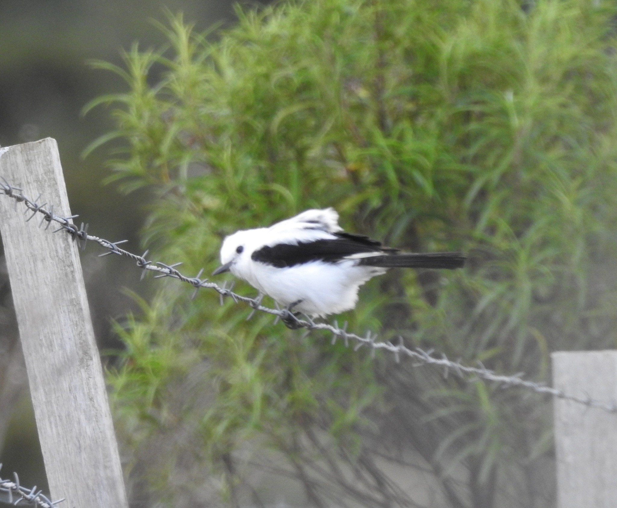 Black-and-white Monjita (Heteroxolmis dominicana), photo 3
