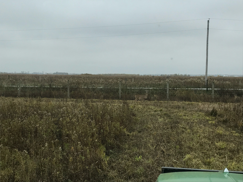 iNaturalist observation photo of White-tailed Deer