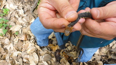 Thamnophis chrysocephalus