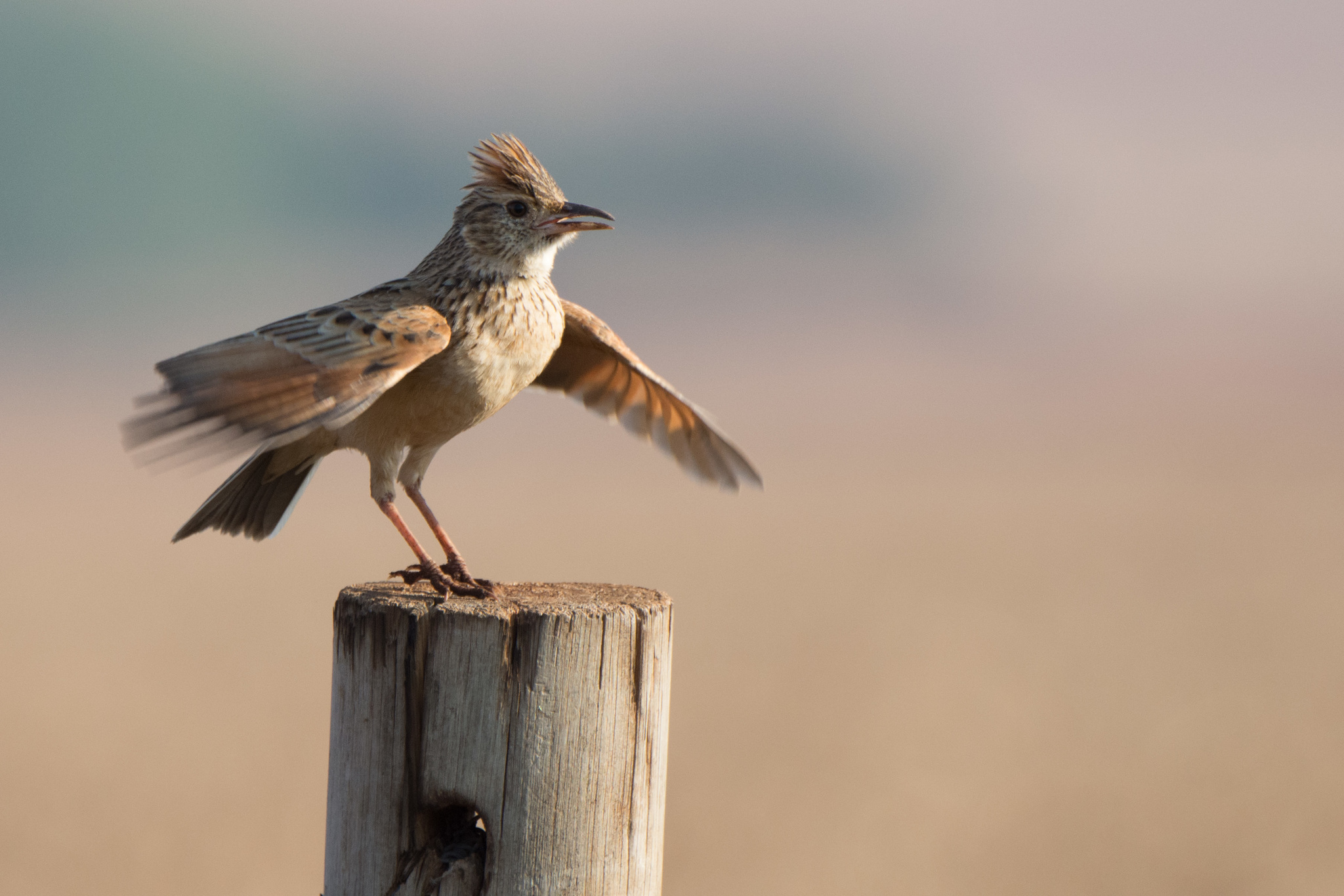 Rufous-naped Lark (Corypha africana)