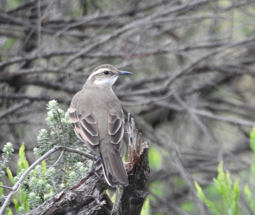 Long-tailed Cinclodes (Cinclodes pabsti)