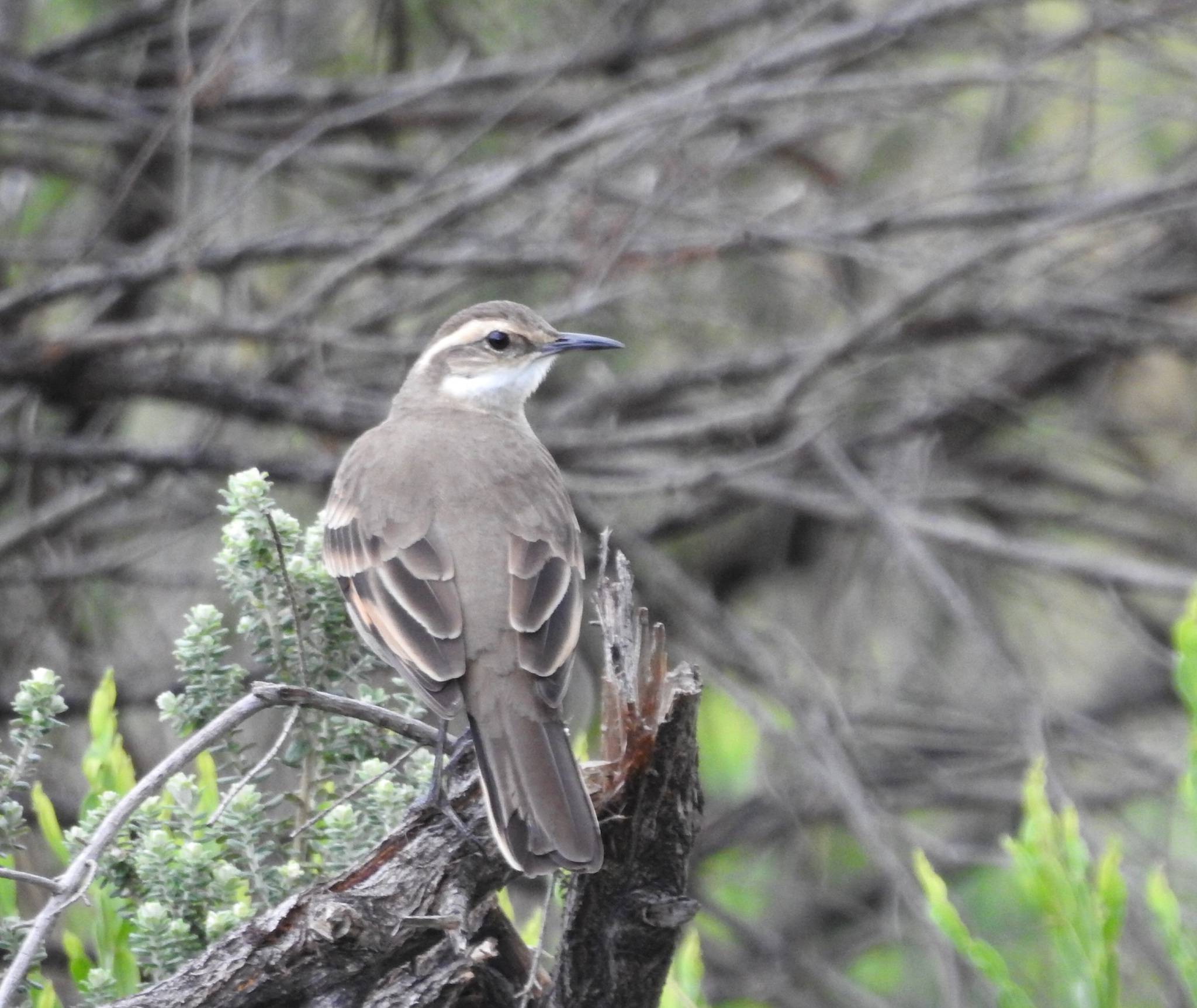 Long-tailed Cinclodes (Cinclodes pabsti), photo 1
