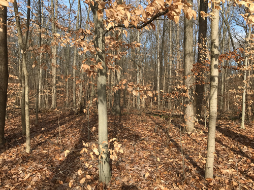 iNaturalist observation photo of American beech