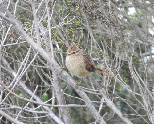 Striolated Tit-Spinetail (Leptasthenura striolata), photo 10