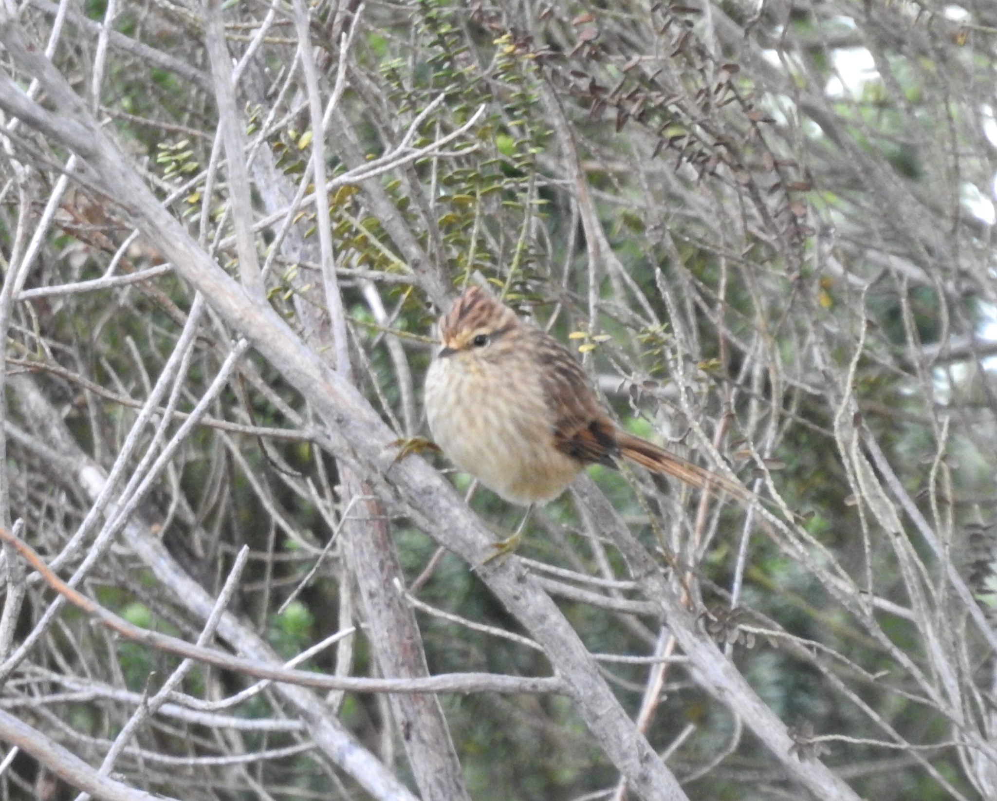 Striolated Tit-Spinetail (Leptasthenura striolata), photo 1