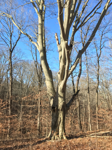 iNaturalist observation photo of American beech