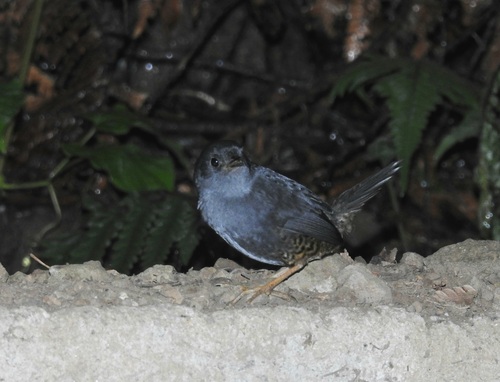 Planalto Tapaculo (Scytalopus pachecoi)