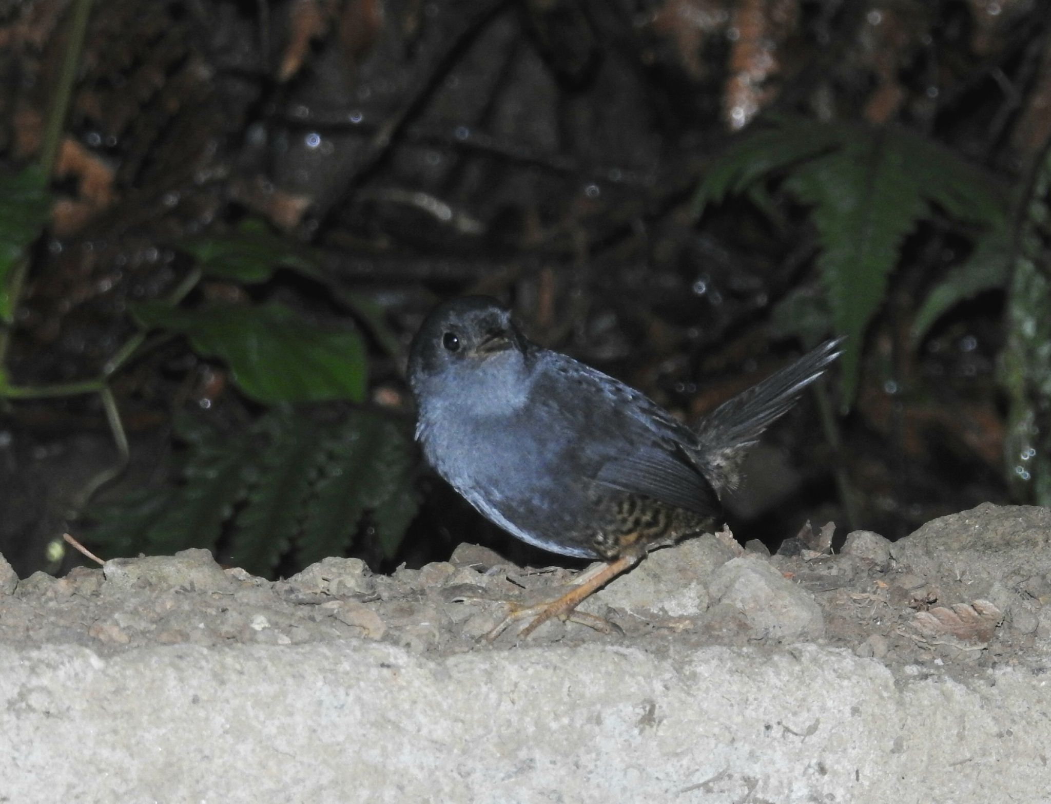 Planalto Tapaculo (Scytalopus pachecoi), photo 1