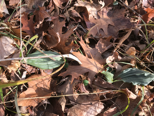 iNaturalist observation photo of putty root