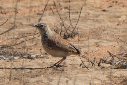 Eastern Long-billed Lark (Certhilauda semitorquata), photo 6