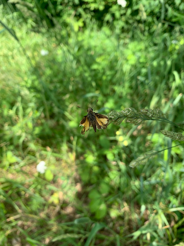 iNaturalist observation photo of Zabulon Skipper