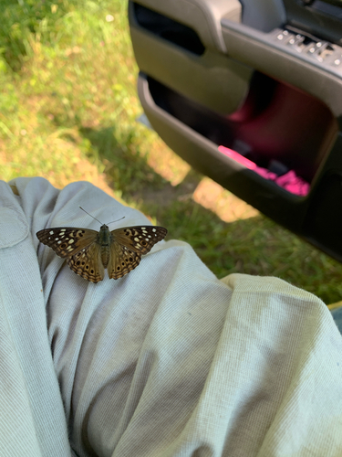 iNaturalist observation photo of Hackberry Emperor